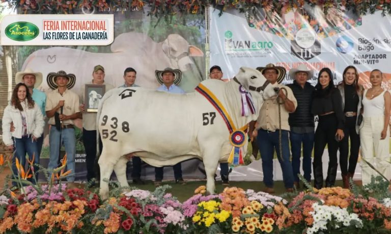🎙️!Somos pioneros! El Boom de la Genética Brahman Colombiana