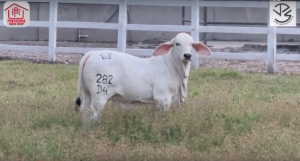 JPS MISS MUNDO L2 MANSO - HDA PONDEROSA RANCH GROUP