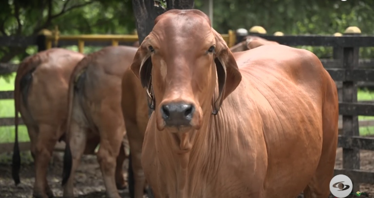 Sostenibilidad Ganadera - hda Ponderosa