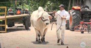 Tres sistemas integrados - La Finca de Hoy - Hda Ponderosa